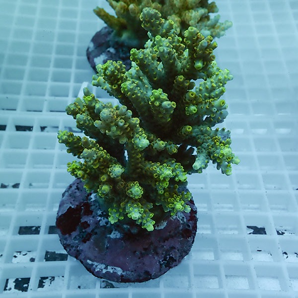 【サンゴ現物64】ブリードミドリイシ !15時までのご注文で当日発送 【ミドリイシ】(t214