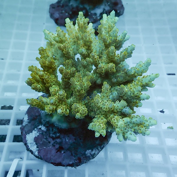 【サンゴ現物65】ブリードミドリイシ !15時までのご注文で当日発送 【ミドリイシ】(t214