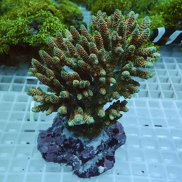 【サンゴ現物66】ブリードミドリイシ !15時までのご注文で当日発送 【ミドリイシ】(t214