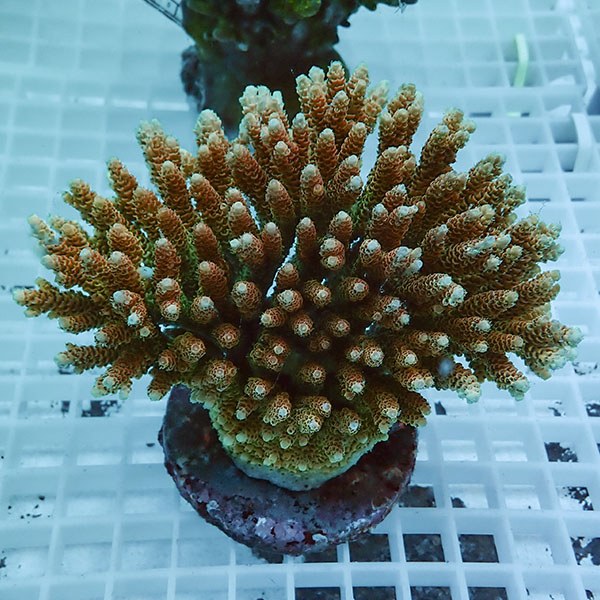 【サンゴ現物67】ブリードミドリイシ !15時までのご注文で当日発送 【ミドリイシ】(t214