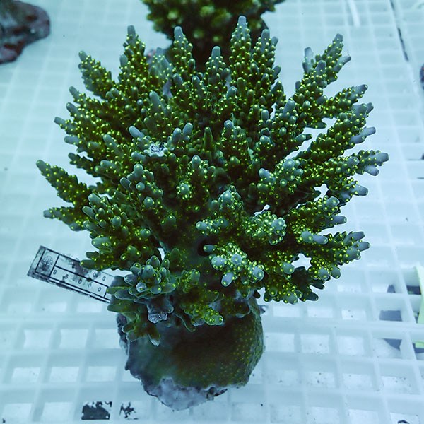 【サンゴ現物68】ブリードミドリイシ !15時までのご注文で当日発送 【ミドリイシ】(t214