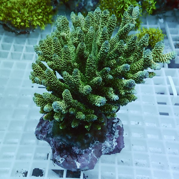 【サンゴ現物69】ブリードミドリイシ !15時までのご注文で当日発送 【ミドリイシ】(t214