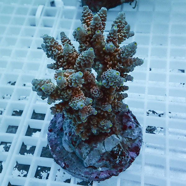 【サンゴ現物70】ブリードミドリイシ !15時までのご注文で当日発送 【ミドリイシ】(t214