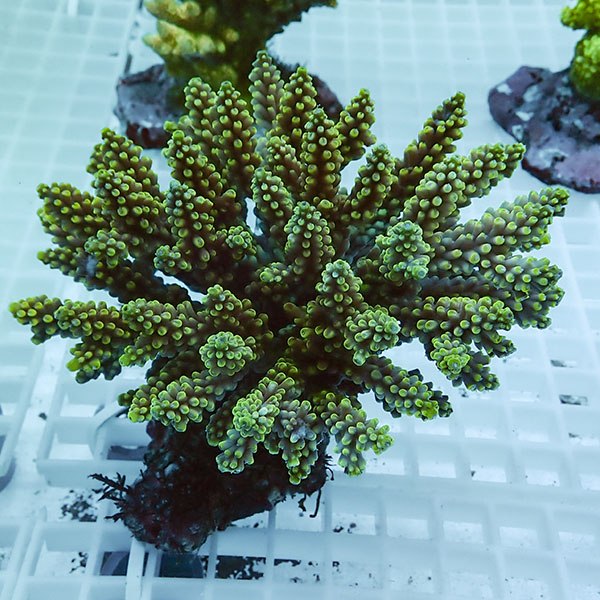 【サンゴ現物71】ブリードミドリイシ !15時までのご注文で当日発送 【ミドリイシ】(t214