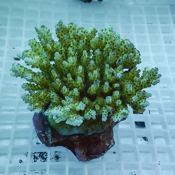 【サンゴ現物73】ブリードミドリイシ !15時までのご注文で当日発送 【ミドリイシ】(t214