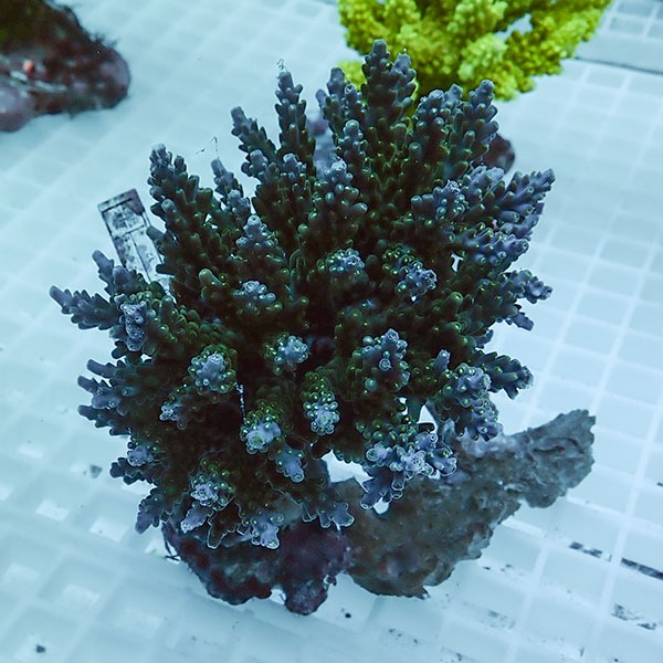 【サンゴ現物74】ブリードミドリイシ !15時までのご注文で当日発送 【ミドリイシ】(t214