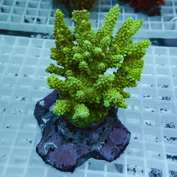 【サンゴ現物75】ブリードミドリイシ !15時までのご注文で当日発送 【ミドリイシ】(t214