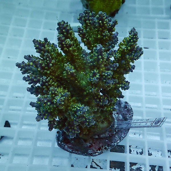 【サンゴ現物76】ブリードミドリイシ !15時までのご注文で当日発送 【ミドリイシ】(t214