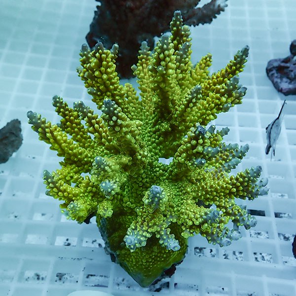 【サンゴ現物77】ブリードミドリイシ !15時までのご注文で当日発送 【ミドリイシ】(t214