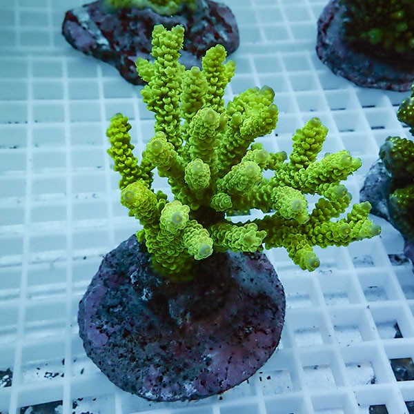 【サンゴ現物79】ブリードミドリイシ !15時までのご注文で当日発送 【ミドリイシ】(t214