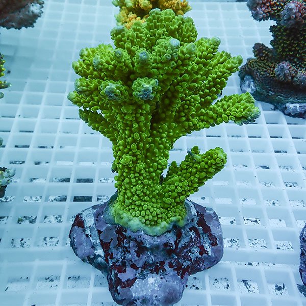 【サンゴ現物80】ブリードミドリイシ !15時までのご注文で当日発送 【ミドリイシ】(t214