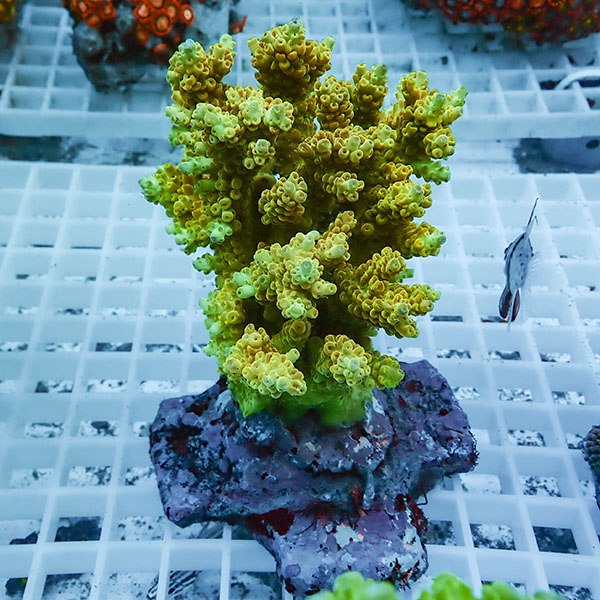 【サンゴ現物81】ブリードミドリイシ !15時までのご注文で当日発送 【ミドリイシ】(t214