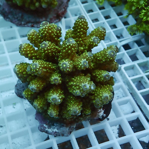 【サンゴ現物82】ブリードミドリイシ !15時までのご注文で当日発送 【ミドリイシ】(t214