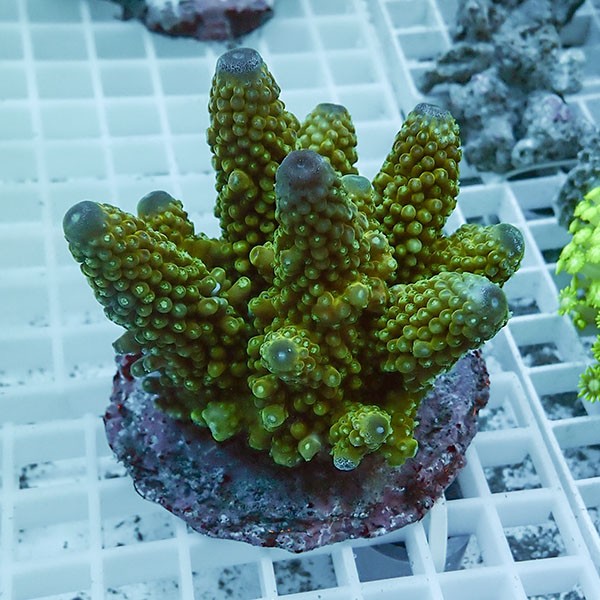 【サンゴ現物83】ブリードミドリイシ !15時までのご注文で当日発送 【ミドリイシ】(t214