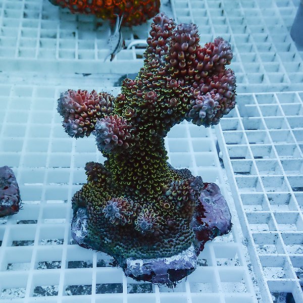 【サンゴ現物84】ブリードミドリイシ !15時までのご注文で当日発送 【ミドリイシ】(t214