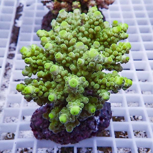 【サンゴ現物85】ブリードミドリイシ !15時までのご注文で当日発送 【ミドリイシ】(t214