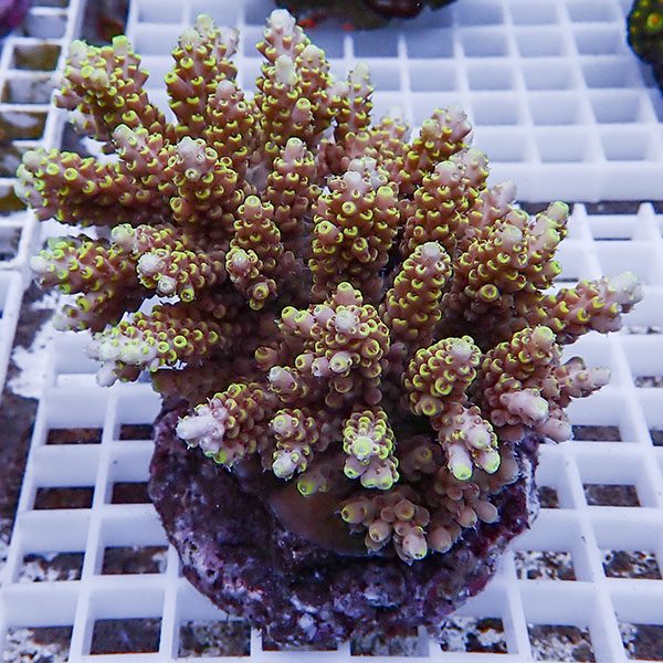 【サンゴ現物86】ブリードミドリイシ !15時までのご注文で当日発送 【ミドリイシ】(t214