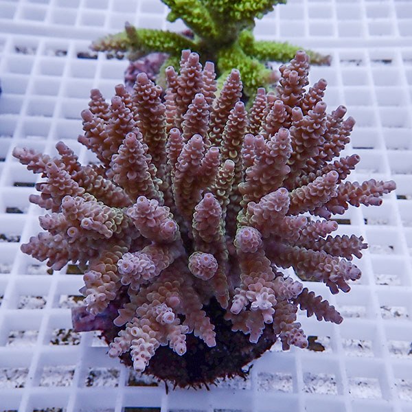 【サンゴ現物87】ブリードミドリイシ !15時までのご注文で当日発送 【ミドリイシ】(t214