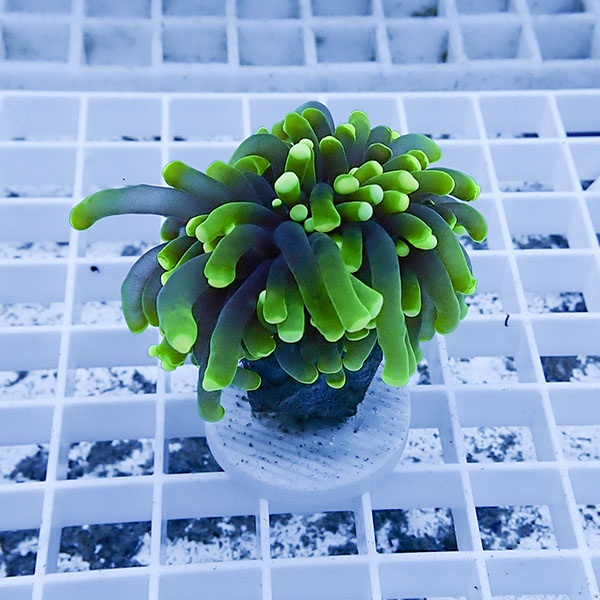 【サンゴ現物20】フラワーコーラルフラグ ! 15時までのご注文で当日発送【サンゴ】(t142