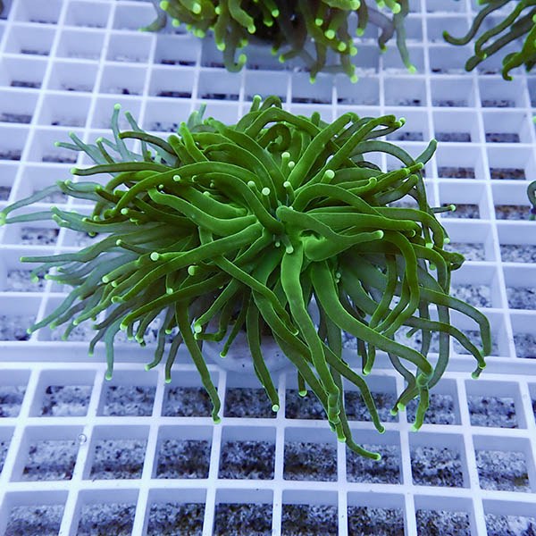 【サンゴ現物21】フラワーコーラルフラグ ! 15時までのご注文で当日発送【サンゴ】(t142