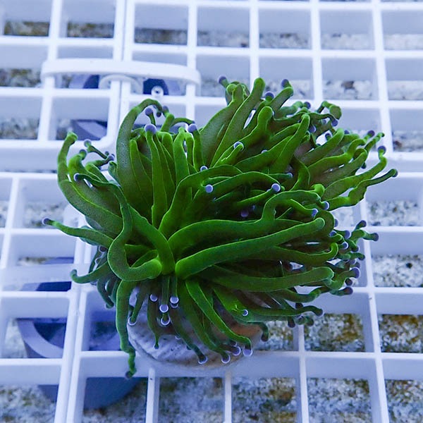 【サンゴ現物22】フラワーコーラルフラグ ! 15時までのご注文で当日発送【サンゴ】(t142