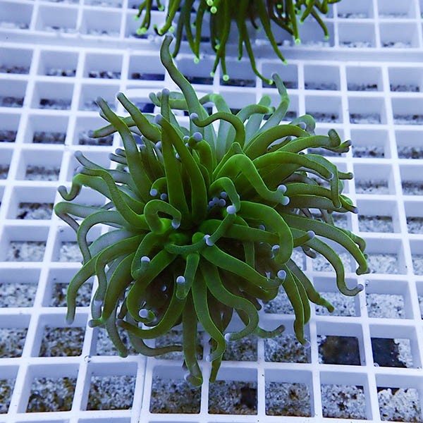 【サンゴ現物23】フラワーコーラルフラグ ! 15時までのご注文で当日発送【サンゴ】(t142