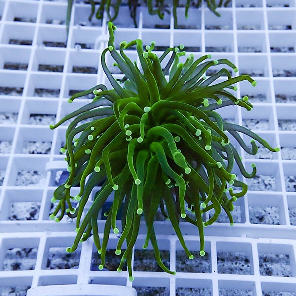 【サンゴ現物24】フラワーコーラルフラグ ! 15時までのご注文で当日発送【サンゴ】(t142