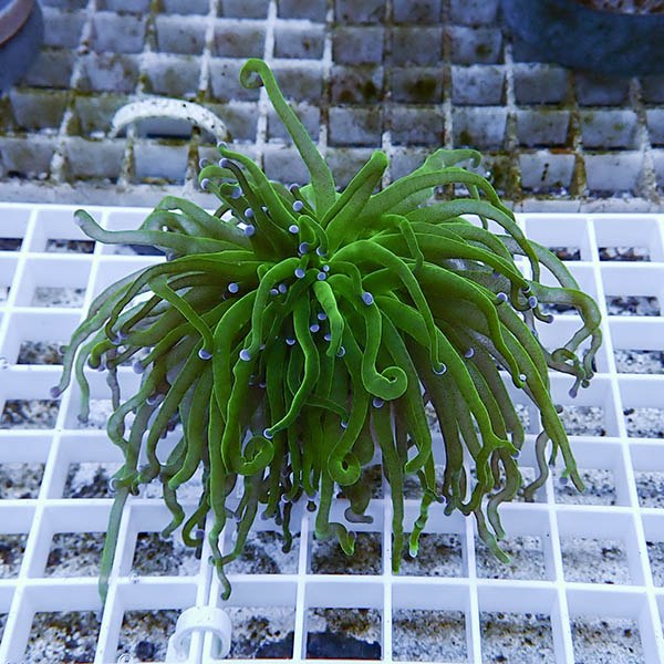 【サンゴ現物25】フラワーコーラルフラグ ! 15時までのご注文で当日発送【サンゴ】(t142