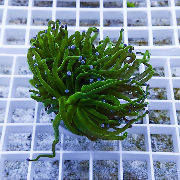 【サンゴ現物26】フラワーコーラルフラグ ! 15時までのご注文で当日発送【サンゴ】(t142