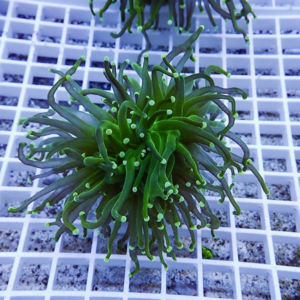 【サンゴ現物27】フラワーコーラルフラグ ! 15時までのご注文で当日発送【サンゴ】(t142