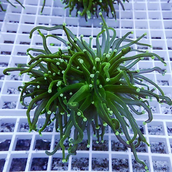 【サンゴ現物28】フラワーコーラルフラグ ! 15時までのご注文で当日発送【サンゴ】(t142