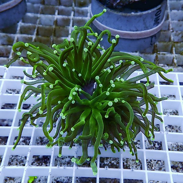 【サンゴ現物29】フラワーコーラルフラグ ! 15時までのご注文で当日発送【サンゴ】(t142