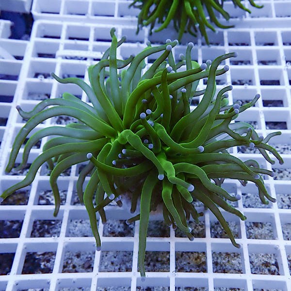 【サンゴ現物31】フラワーコーラルフラグ ! 15時までのご注文で当日発送【サンゴ】(t142