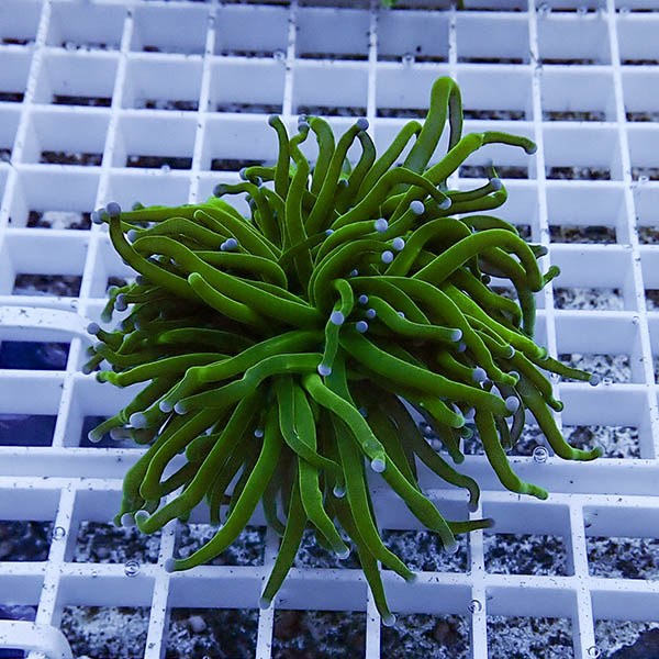 【サンゴ現物32】フラワーコーラルフラグ ! 15時までのご注文で当日発送【サンゴ】(t142