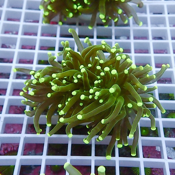 【サンゴ現物34】フラワーコーラルフラグ ! 15時までのご注文で当日発送【サンゴ】(t142