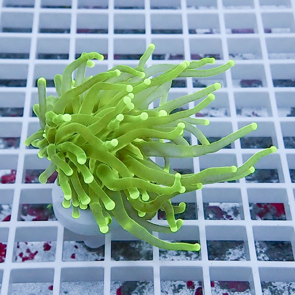 【サンゴ現物36】フラワーコーラルフラグ ! 15時までのご注文で当日発送【サンゴ】(t142