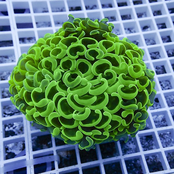 【サンゴ現物34】ナガレハナサンゴ!15時までのご注文で当日発送 【サンゴ】(t136