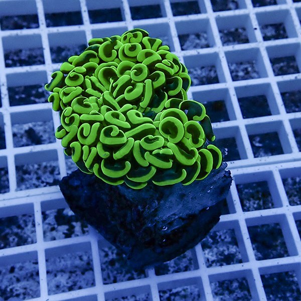 【サンゴ現物35】ナガレハナサンゴ!15時までのご注文で当日発送 【サンゴ】(t136