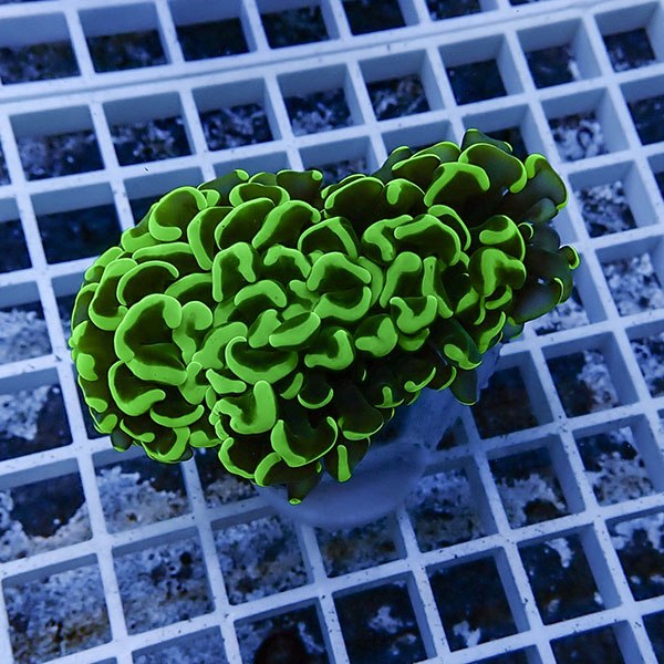 【サンゴ現物37】ナガレハナサンゴ フラグ!15時までのご注文で当日発送 【サンゴ】(t136