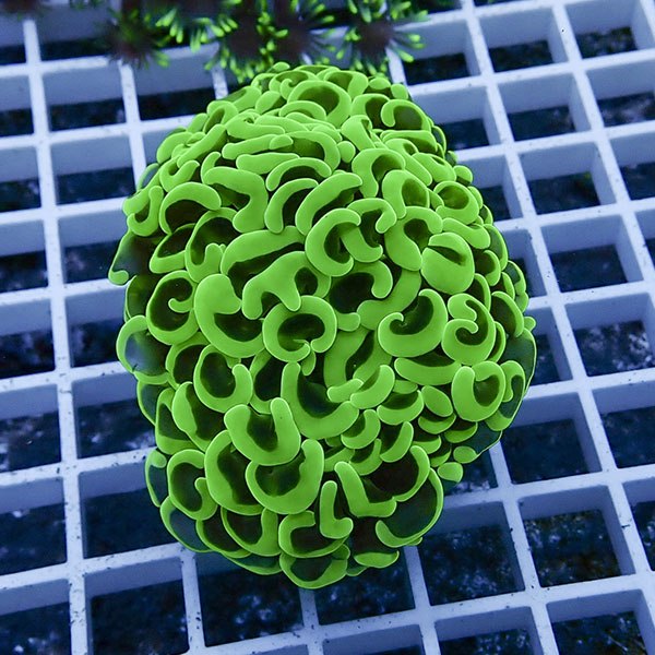 【サンゴ現物40】ナガレハナサンゴ フラグ!15時までのご注文で当日発送 【サンゴ】(t136