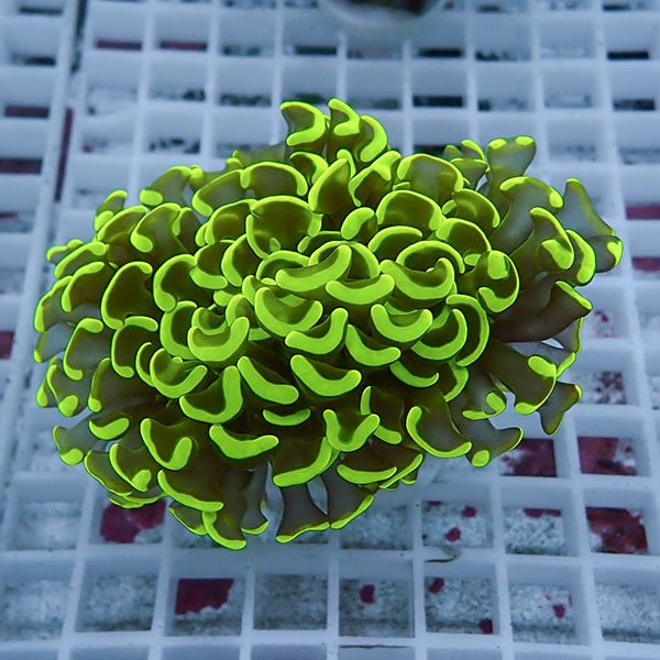 【サンゴ現物41】ナガレハナサンゴ!15時までのご注文で当日発送 【サンゴ】(t136