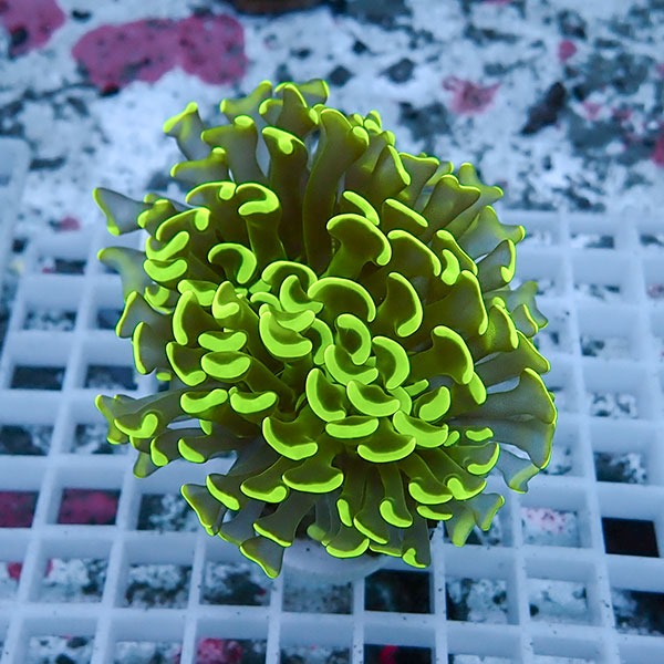 【サンゴ現物42】ナガレハナサンゴ!15時までのご注文で当日発送 【サンゴ】(t136