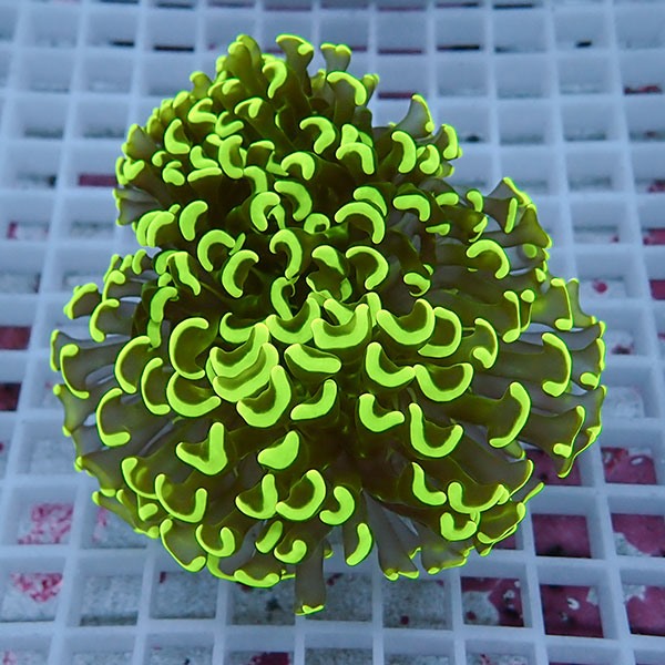 【サンゴ現物43】ナガレハナサンゴ!15時までのご注文で当日発送 【サンゴ】(t136