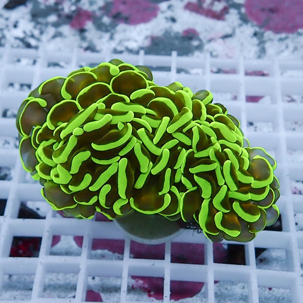 【サンゴ現物44】ナガレハナサンゴ!15時までのご注文で当日発送 【サンゴ】(t136