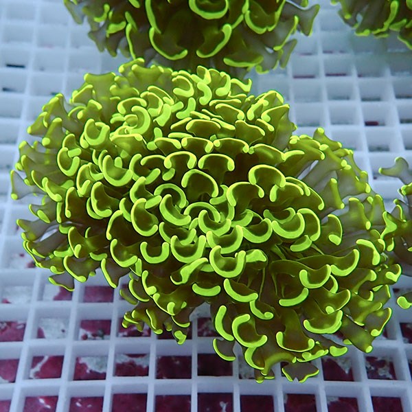 【サンゴ現物45】ナガレハナサンゴ!15時までのご注文で当日発送 【サンゴ】(t136