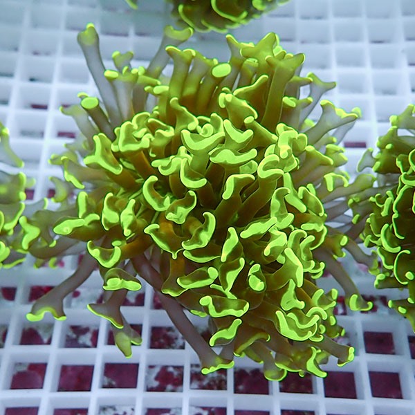 【サンゴ現物47】ナガレハナサンゴ!15時までのご注文で当日発送 【サンゴ】(t136