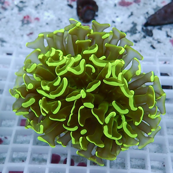 【サンゴ現物48】ナガレハナサンゴ!15時までのご注文で当日発送 【サンゴ】(t136