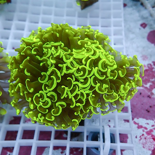 【サンゴ現物49】ナガレハナサンゴ!15時までのご注文で当日発送 【サンゴ】(t136