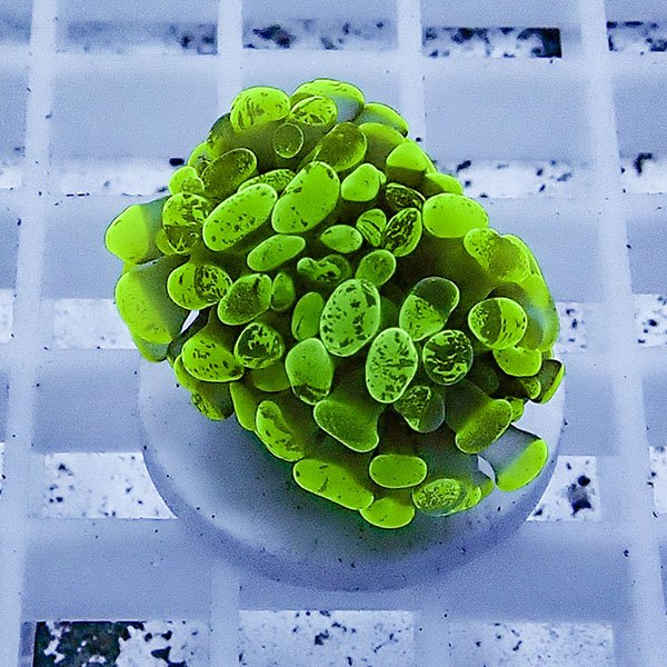 【サンゴ現物50】ナガレハナサンゴ フラグ!15時までのご注文で当日発送 【サンゴ】(t136