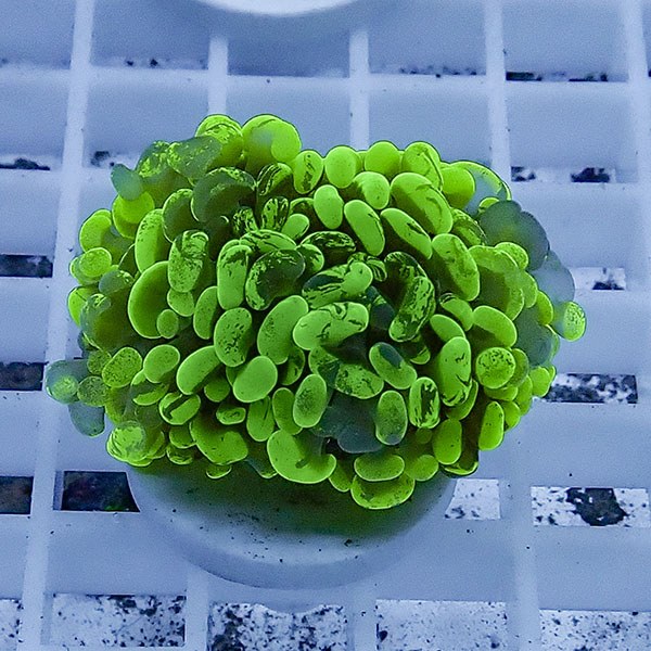 【サンゴ現物53】ナガレハナサンゴ フラグ!15時までのご注文で当日発送 【サンゴ】(t136